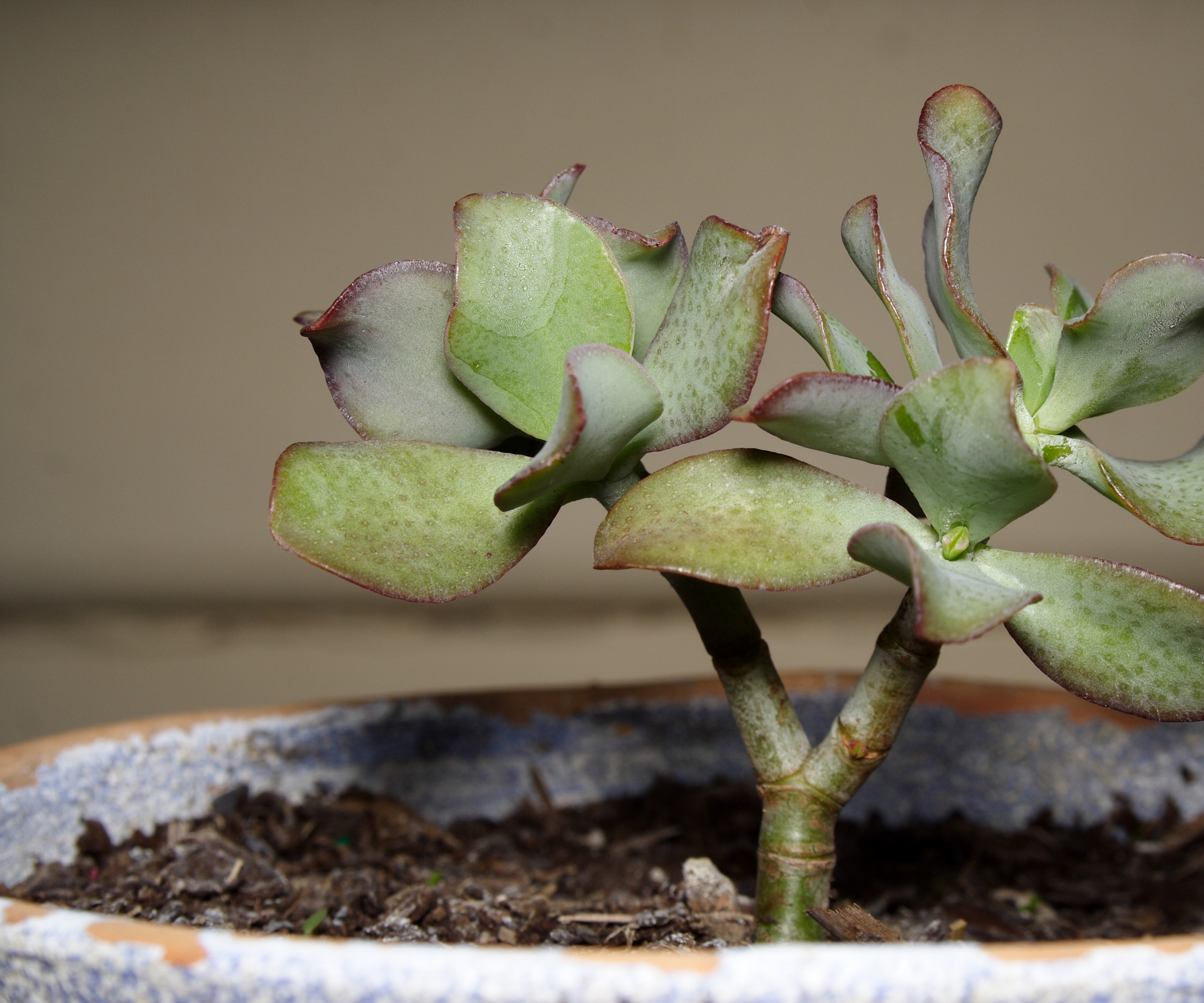 Potted curly jade plant succulent plant grown from a cutting