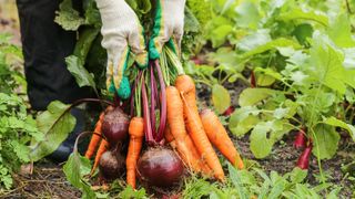 Vegetables you should plant in August 