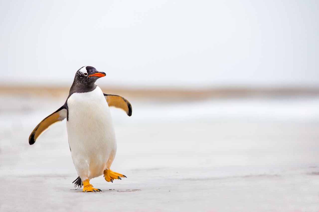 A penguin.