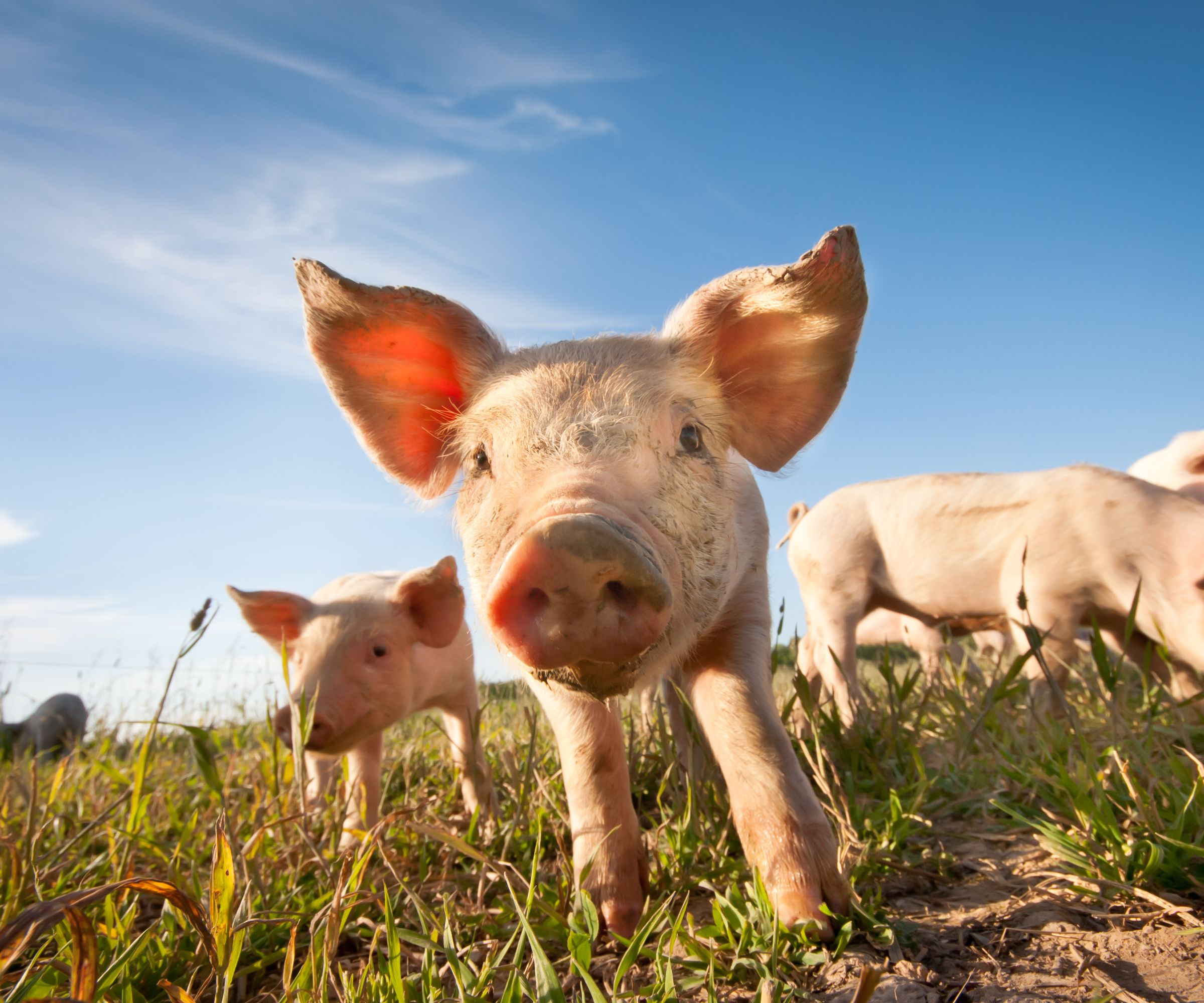 Pig