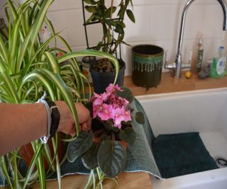 Stand houseplants on damp capillary matting so they have a supply of water when you are away