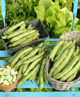how to grow broad beans: enjoy a plentiful broad bean harvest