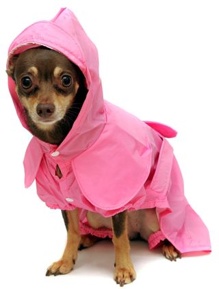 Dog in pink