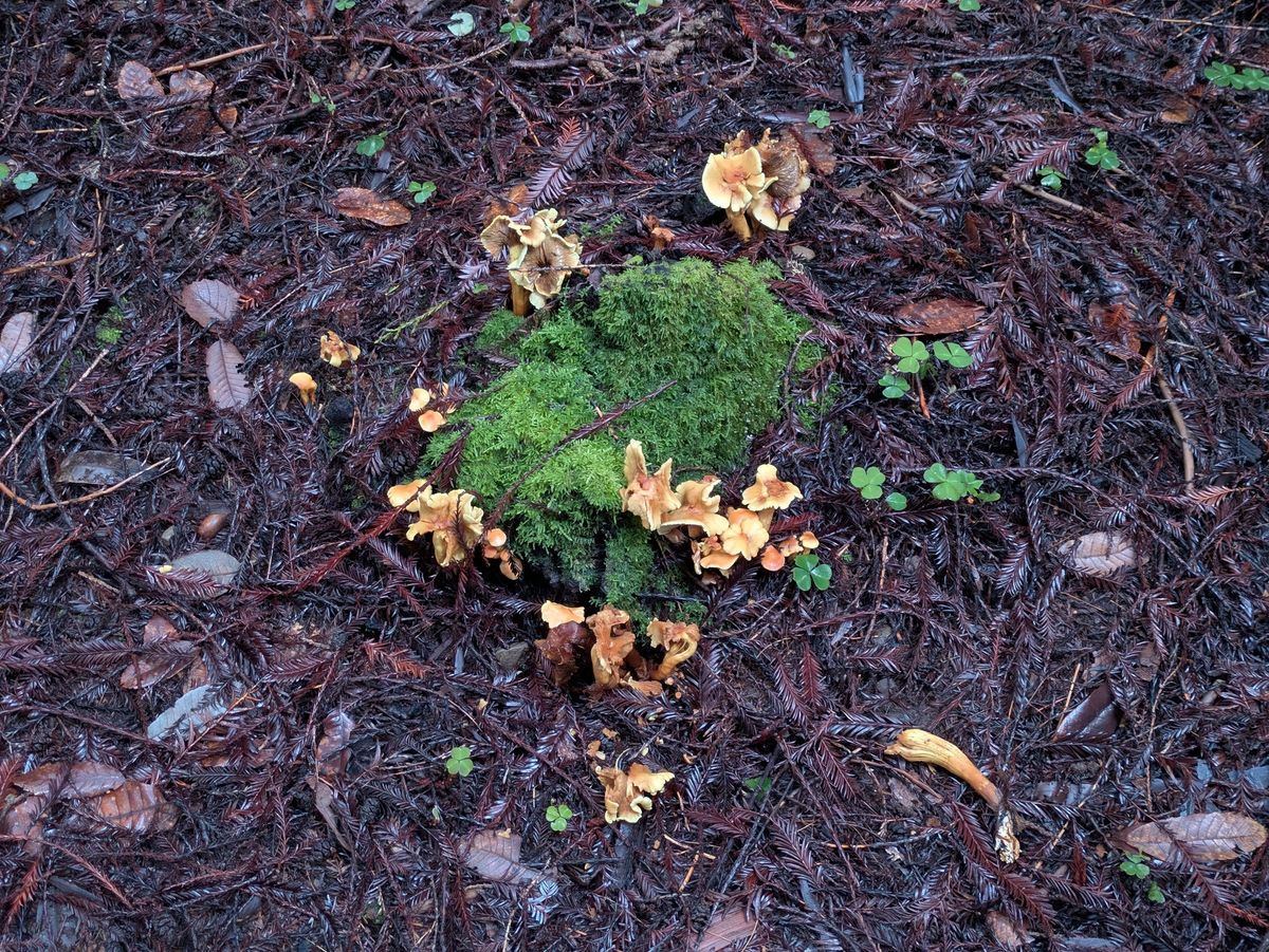 Mushrooms shot by Pixel 8a