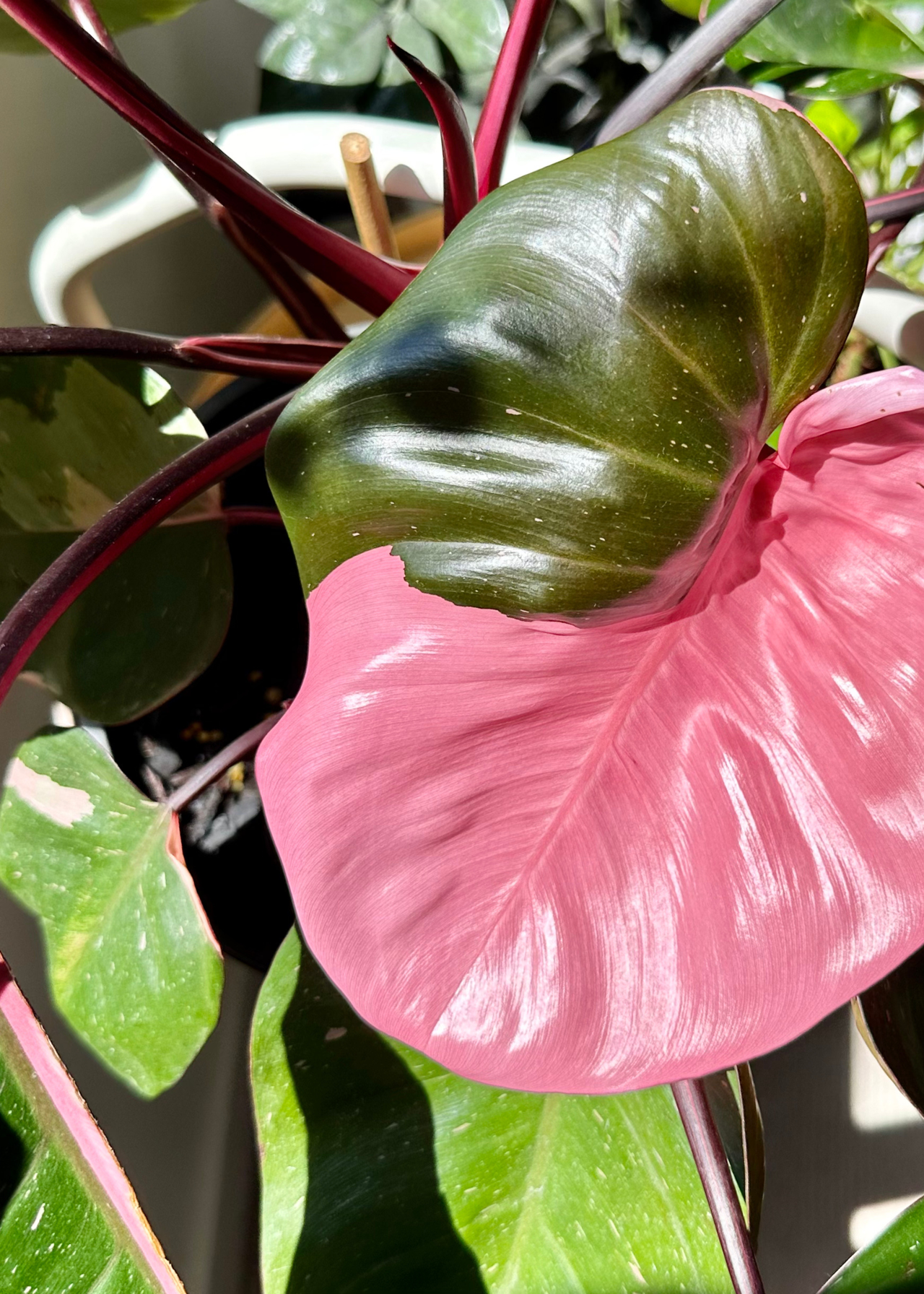 A close-up of a glossy pink/green philodendron