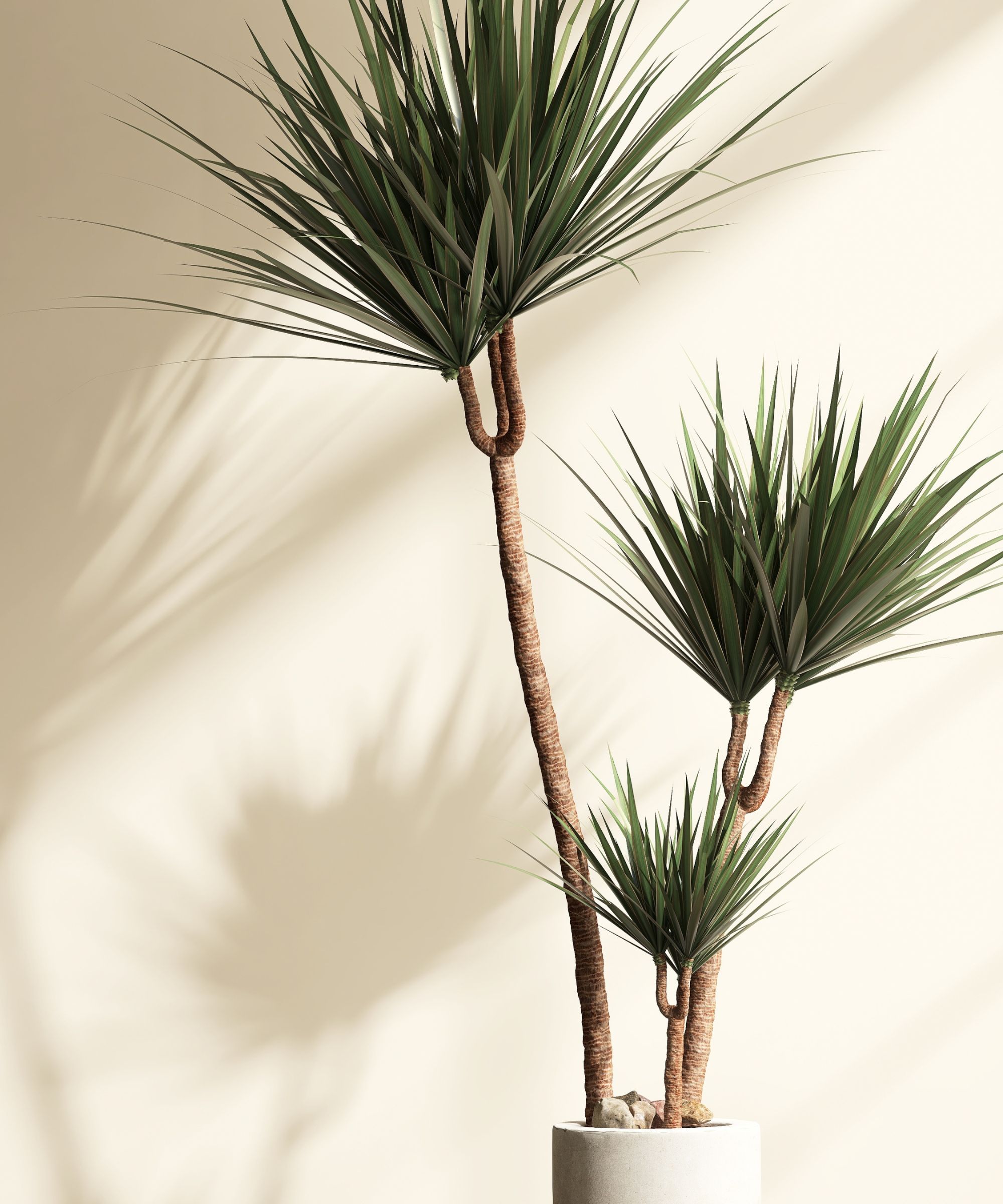 Dragon tree in white pot against cream wall