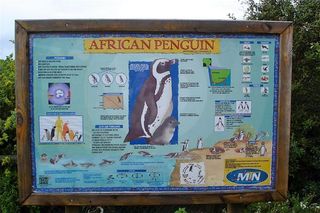 african-penguins-sign-110304-02