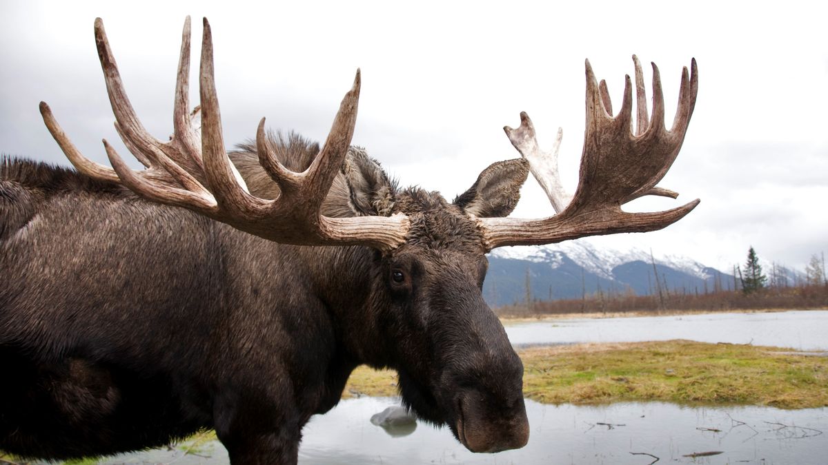 Bull moose beside marsh