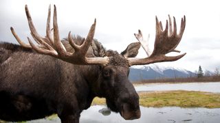 Bull moose beside marsh