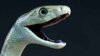 A black mamba photographed with an open mouth in front of a black background.