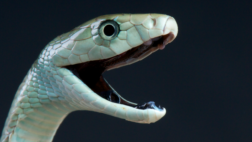 A black mamba photographed with an open mouth in front of a black background.