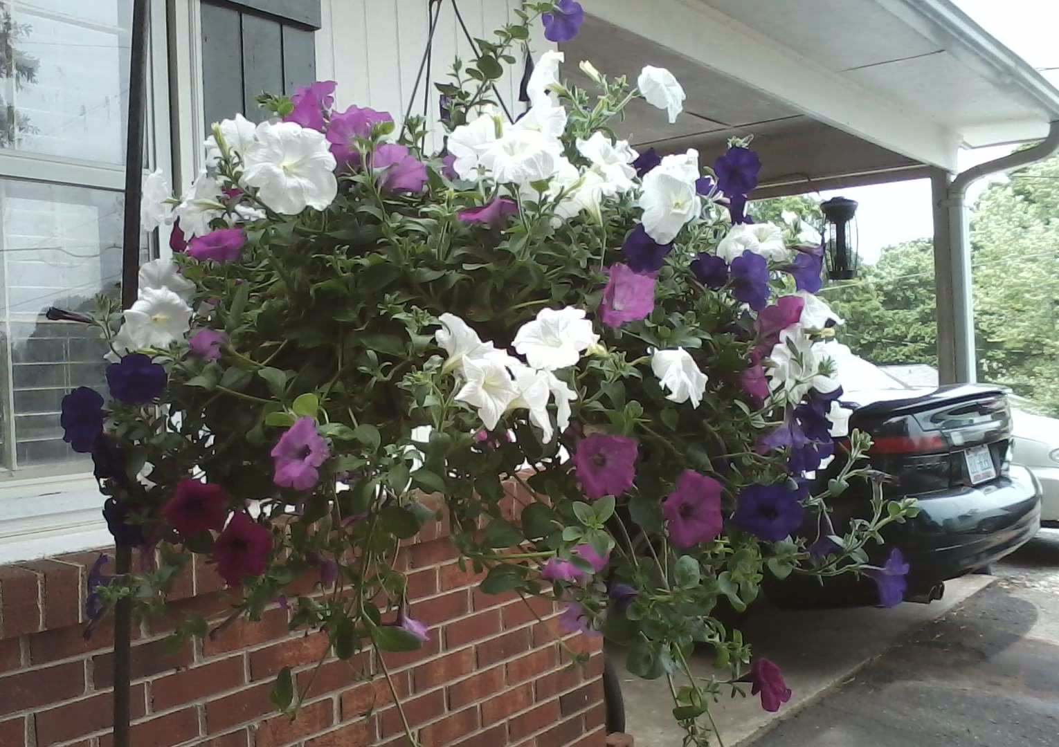 Planting Petunias In Hanging Baskets - Cascading Petunia Care
