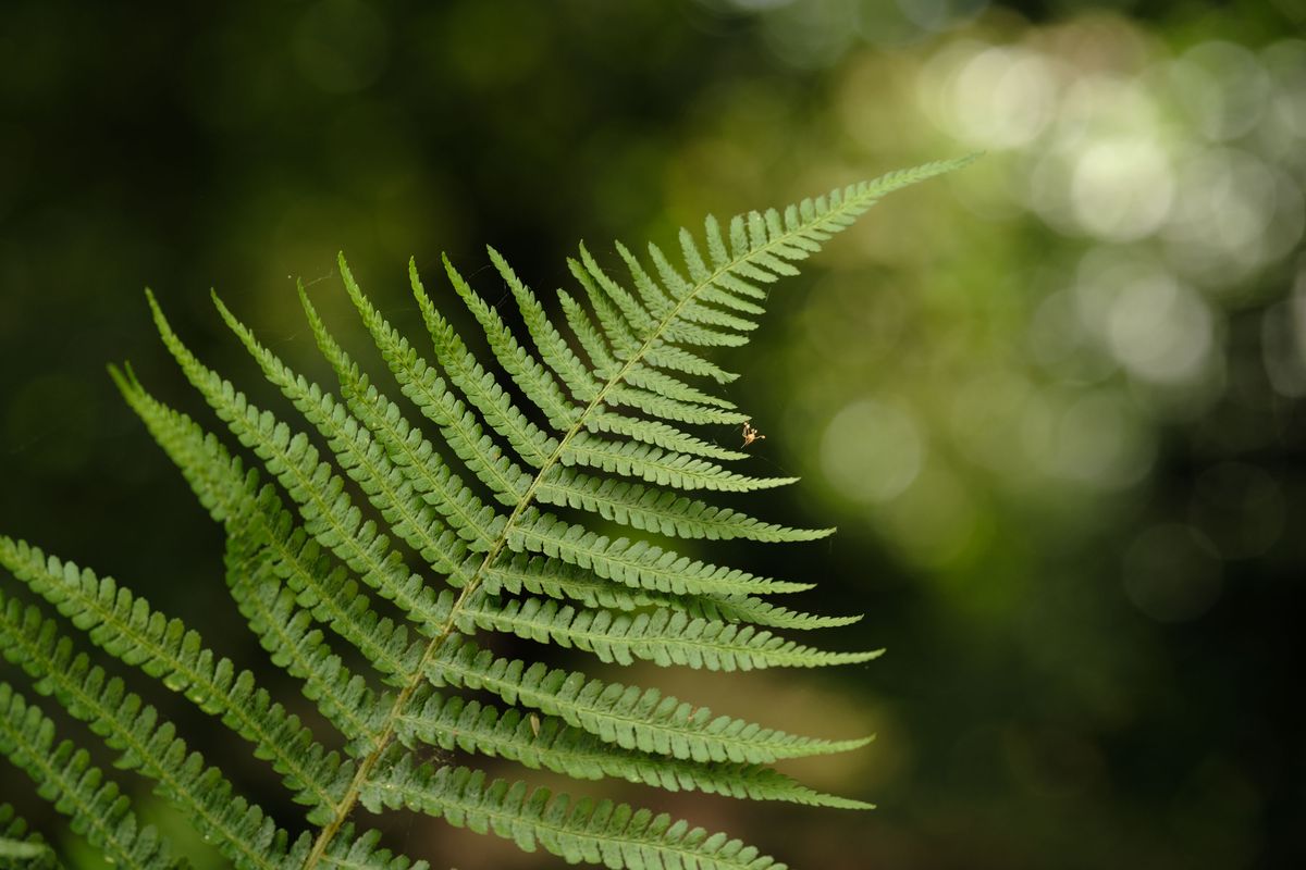 Viltrox AF 90mm F2.2 EVO and Fujifilm XF 90mm f/2 R LM WR lens comparisons: a single fern with dappled light coming through background foliage
