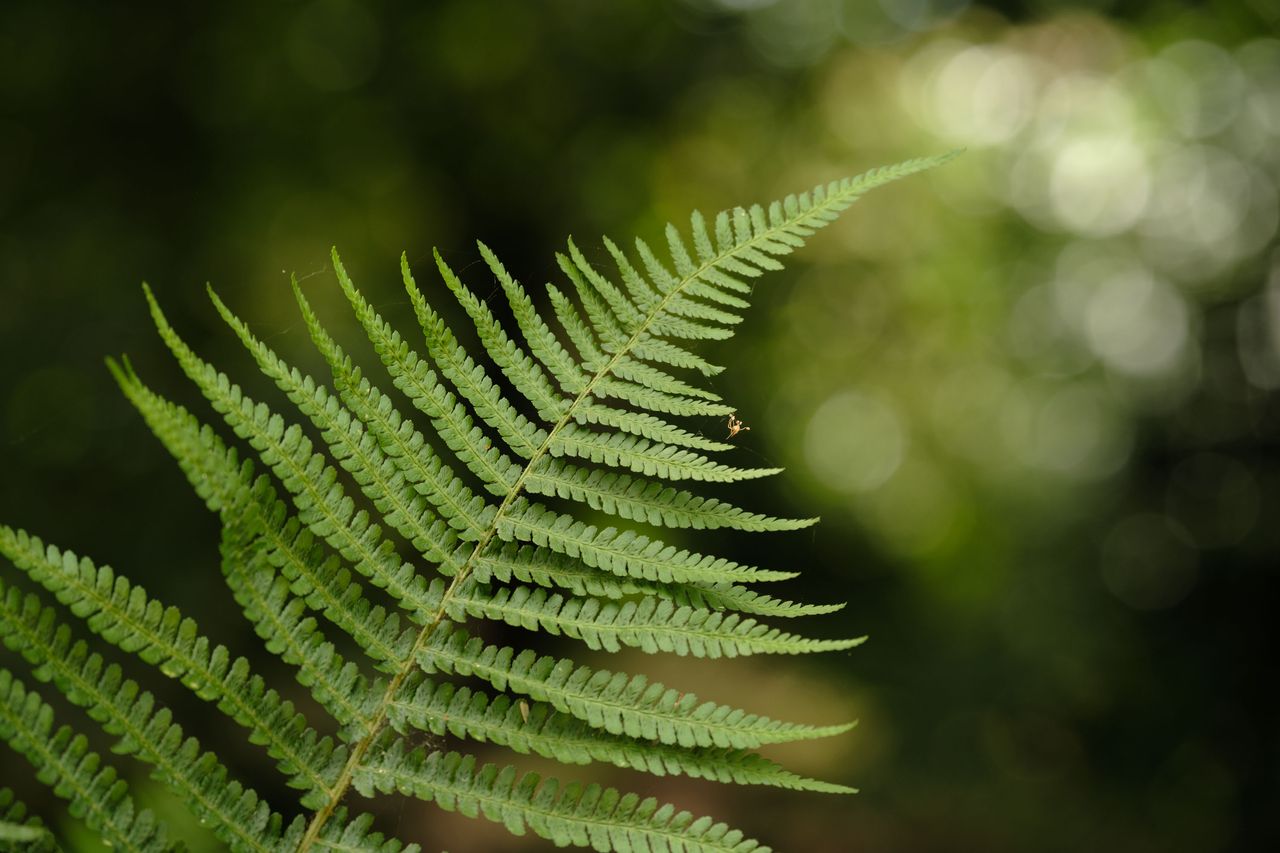 Viltrox AF 90mm F2.2 EVO and Fujifilm XF 90mm f/2 R LM WR lens comparisons: a single fern with dappled light coming through background foliage