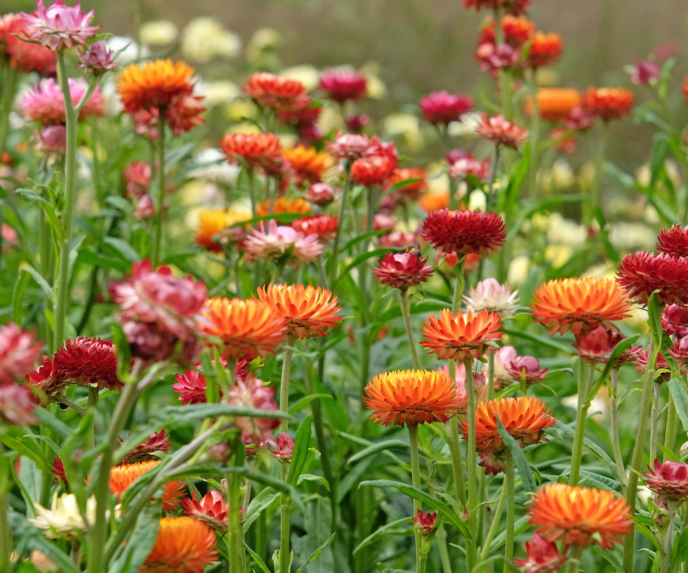 colorful strawflowers growing