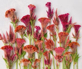 Flatlay of many celosia stems in magenta and orange