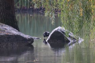 Coot eating from a lake