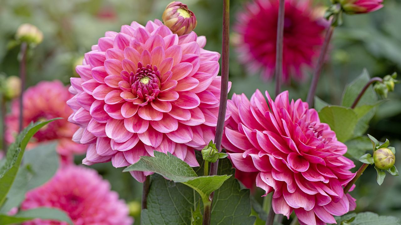 How to plant dahlia tubers - Dahlia American Dawn