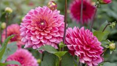 When to plant dahlia - Dahlia American Dawn