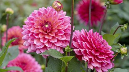 When to plant dahlia - Dahlia American Dawn