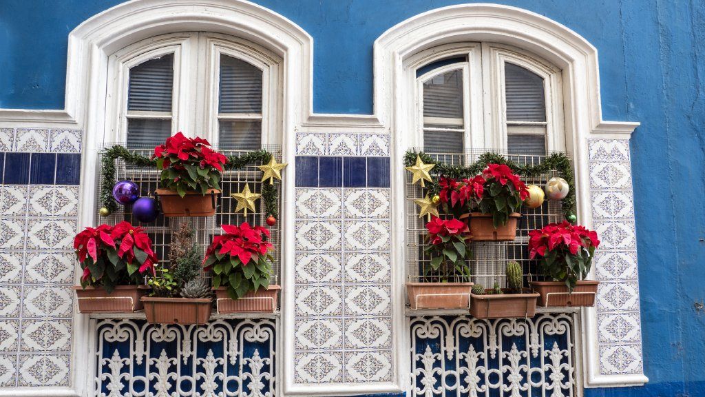 Poinsettias on the balconies of two windows