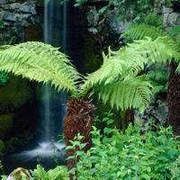 Gardening Express Young Dicksonia Antarctica - Tree Fern