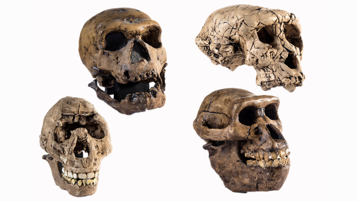 Scientists claim 'Lucy' may not be our direct ancestor after all, stoking fierce debate