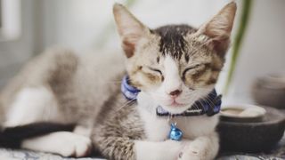 Tabby cat with eyes closed