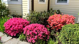 Azaleas planted in a border in a front yard