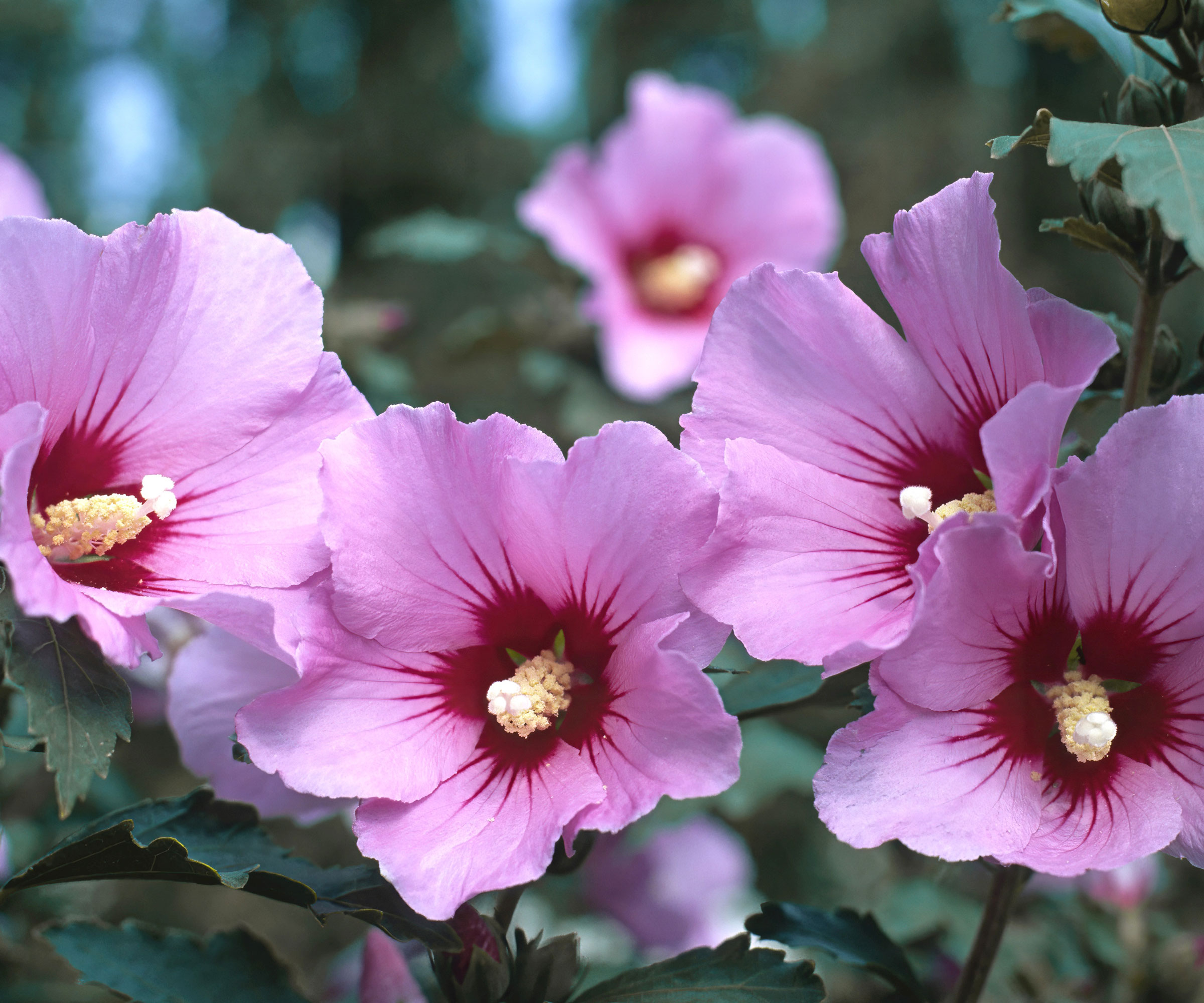 rose of sharon shrub with pink flowers