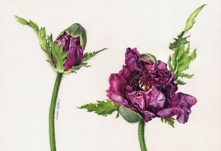 Oriental Poppies is one of Eunike Nugroho's latest botanical portraits