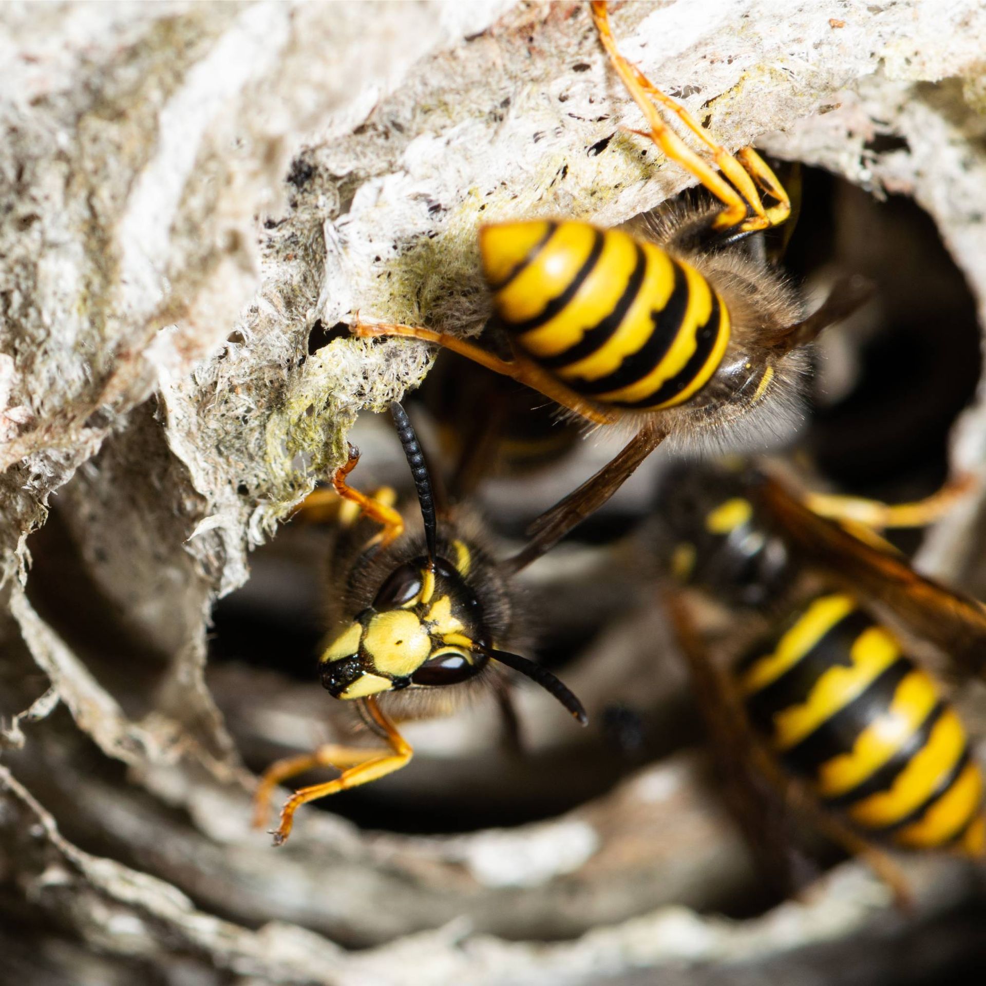 Wasps in entrance to nest