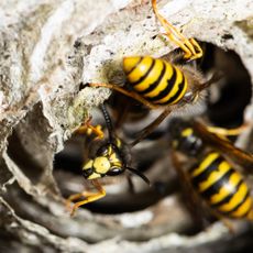 Wasps in entrance to nest