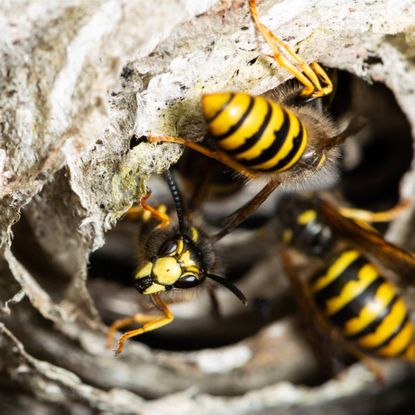 Wasps in entrance to nest