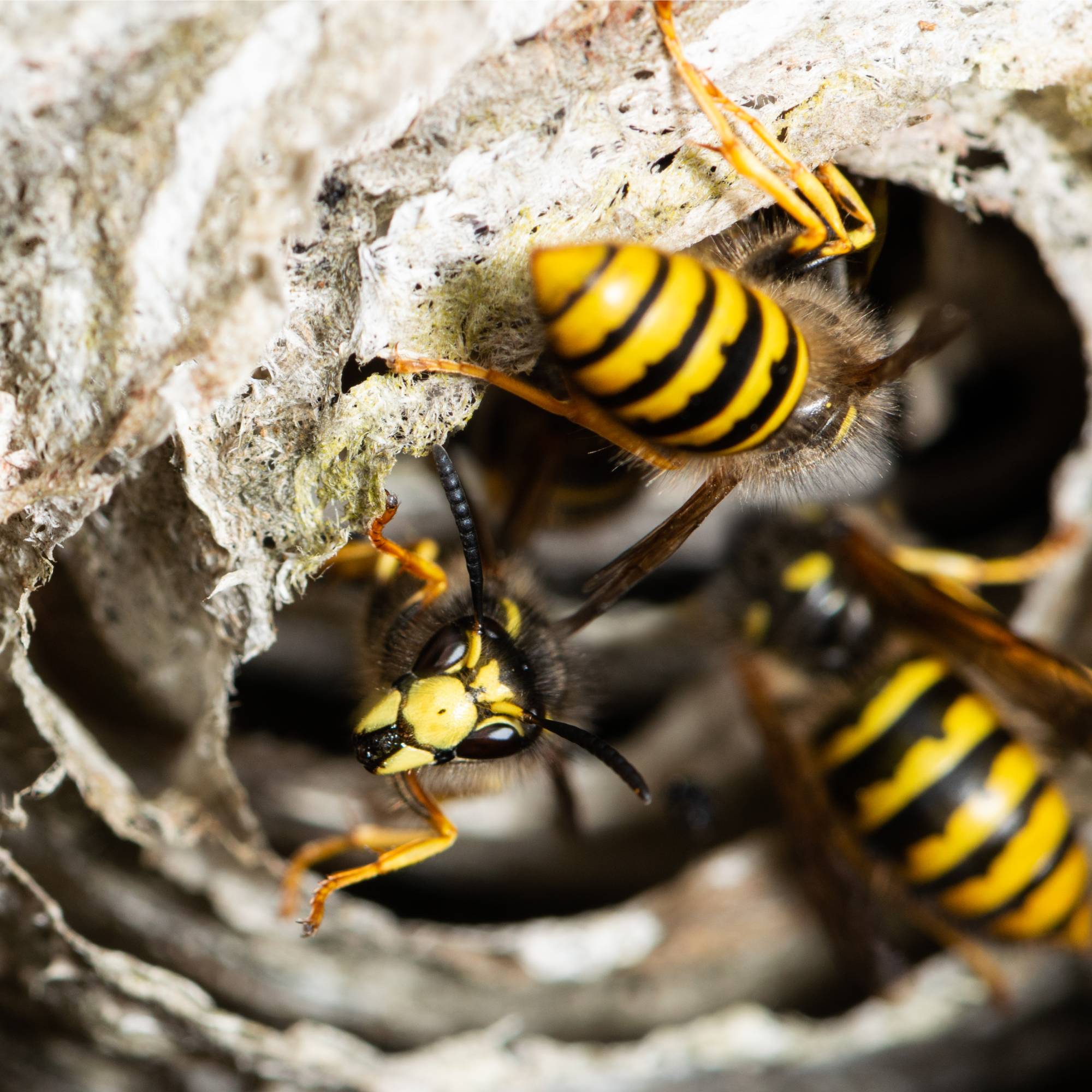Wasps in entrance to nest