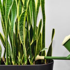 watering can pouring water into a snake plant