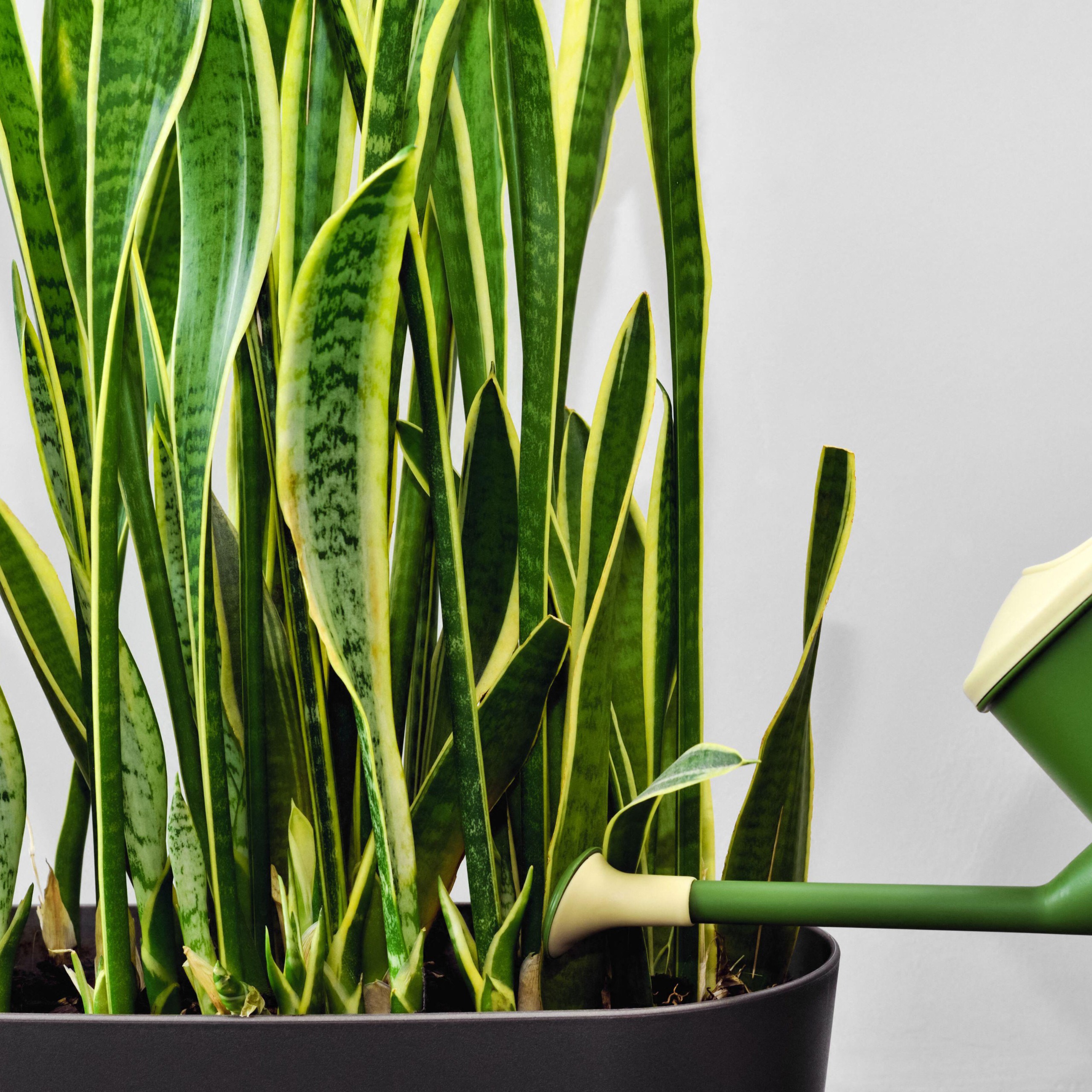 watering can pouring water into a snake plant