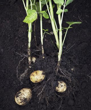 A side view of a full potato plant with potatoes attached