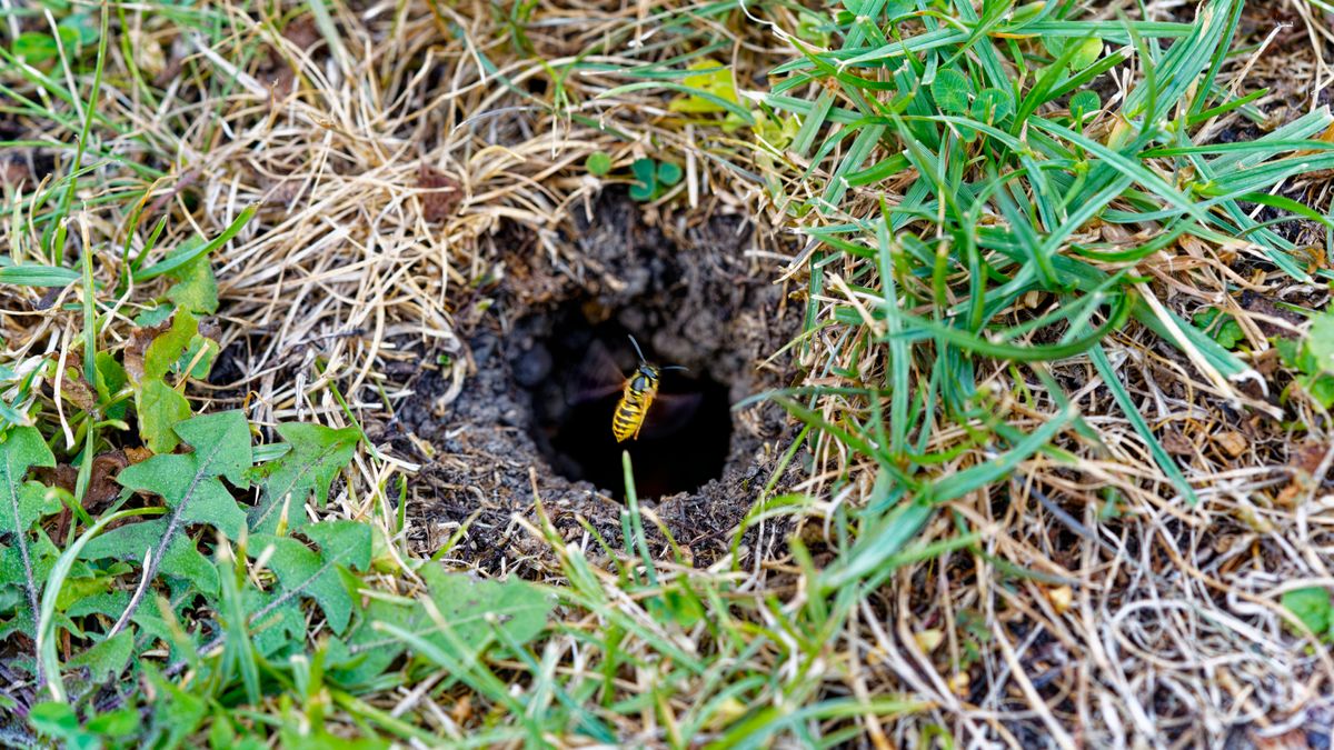 That Tiny Hole in Your Lawn Could Be a Hidden Yellowjacket Nest – Here's What to Do If You Find One