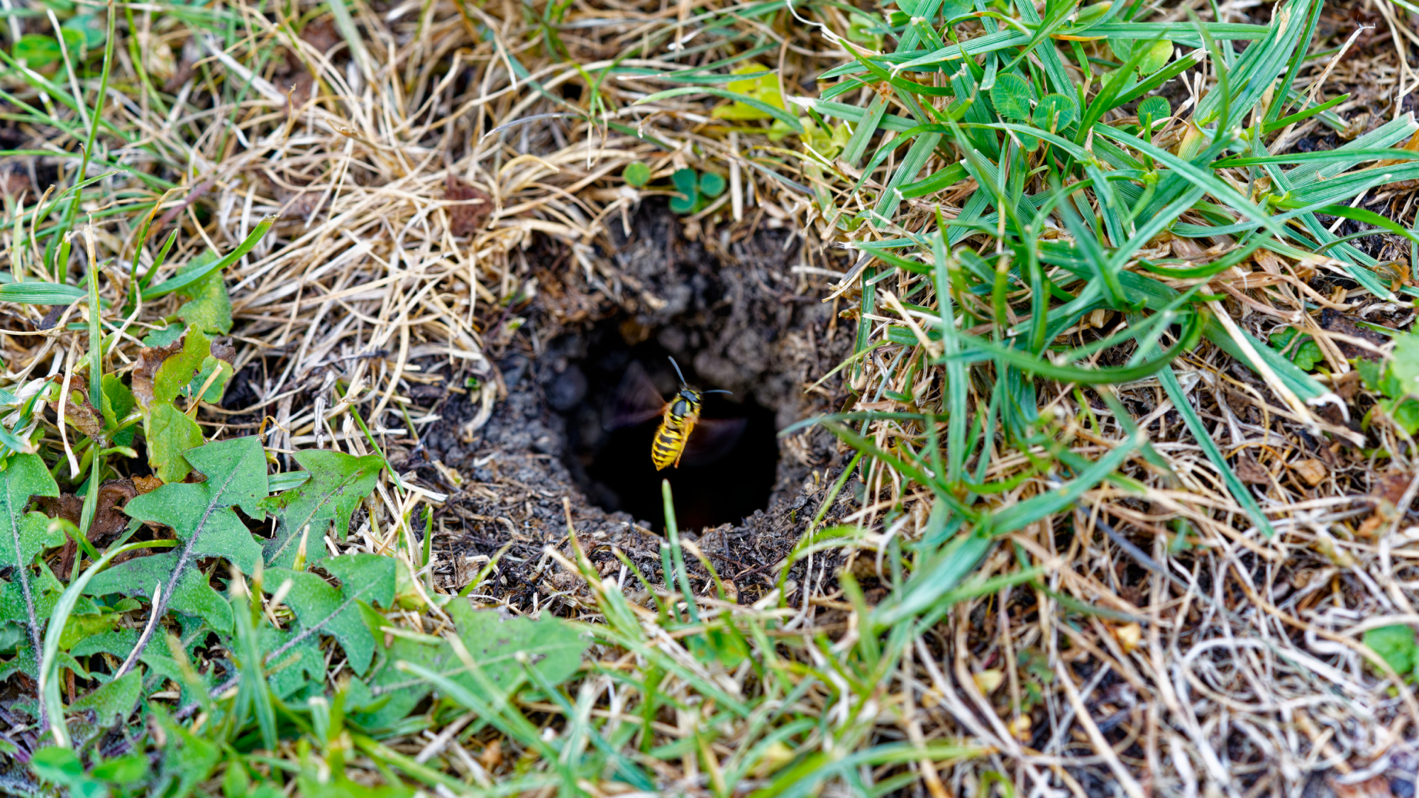 yellowjacket wasp flying into underground nest hole