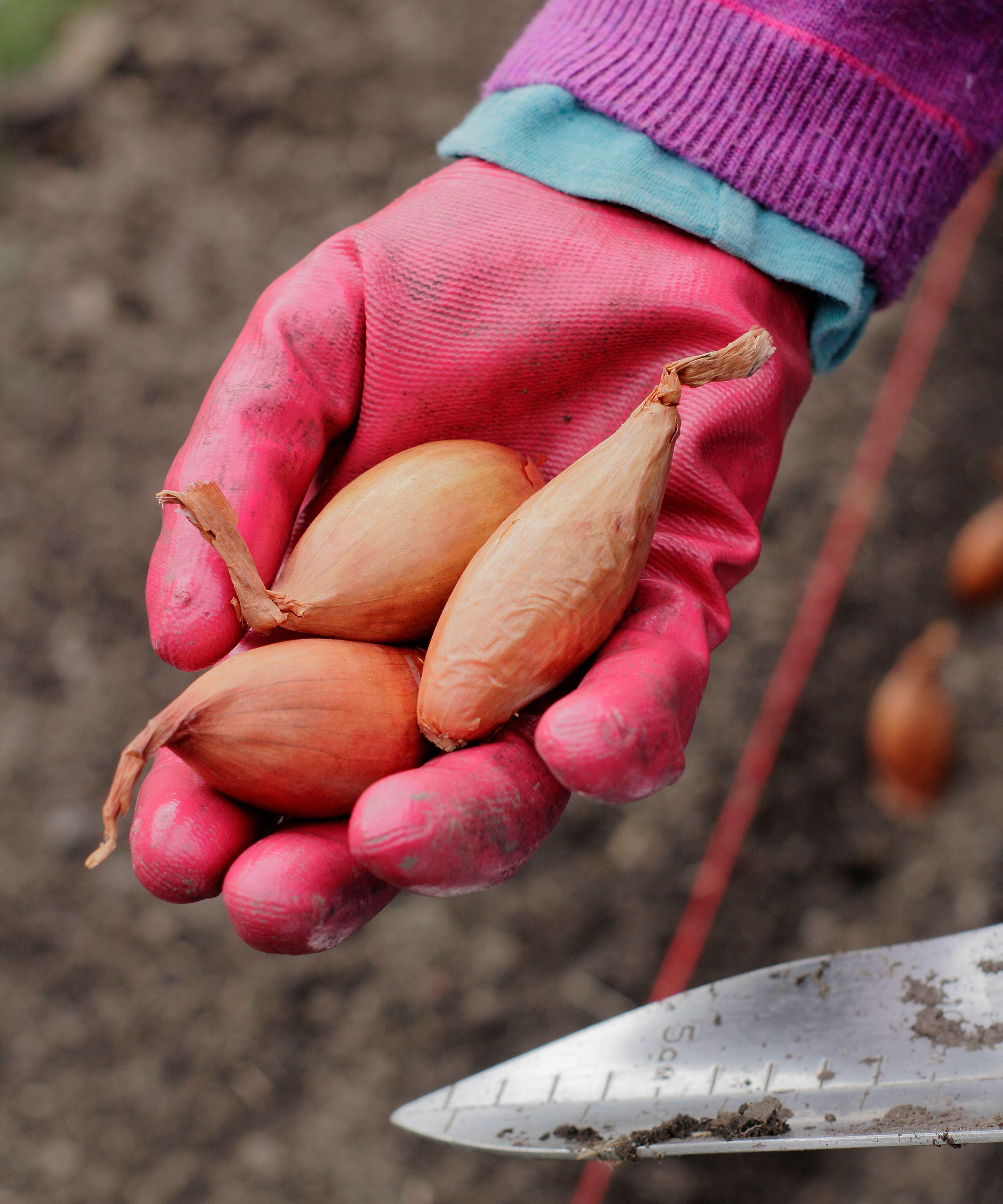 Woman holds Longor shallot sets in her hand before planting