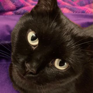 black cat on sofa
