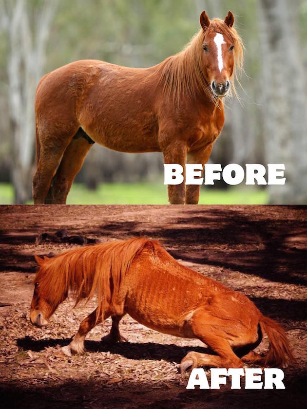 Brumby2
