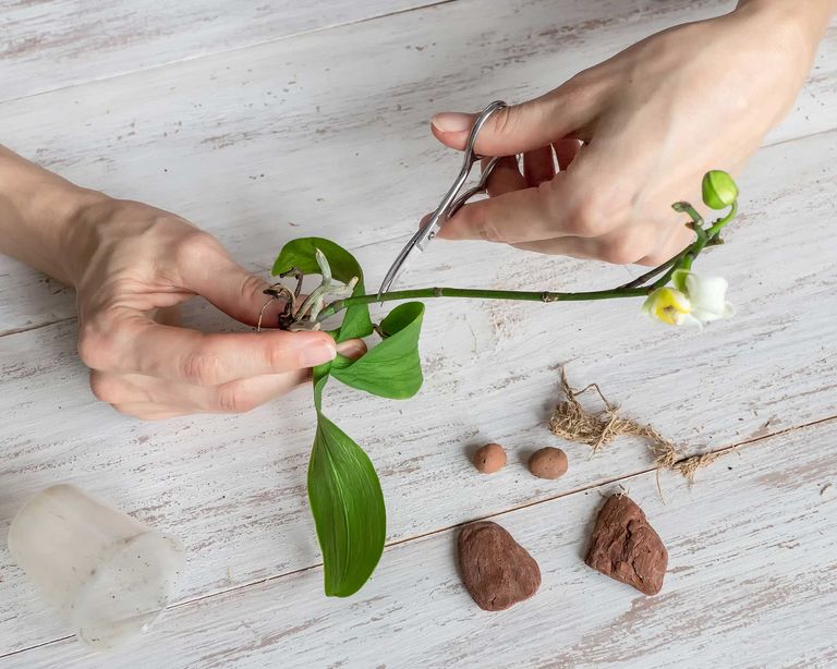 How to propagate orchids get more of these houseplants gardeningetc