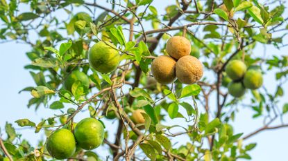 lemon tree showing signs of citrus canker