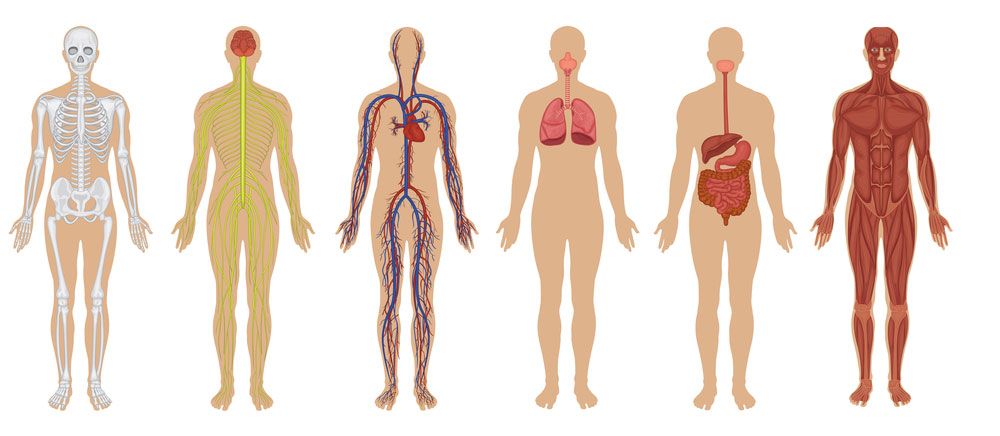 Organs Human Body Biology