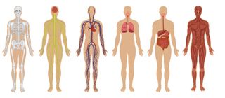 Human body systems.