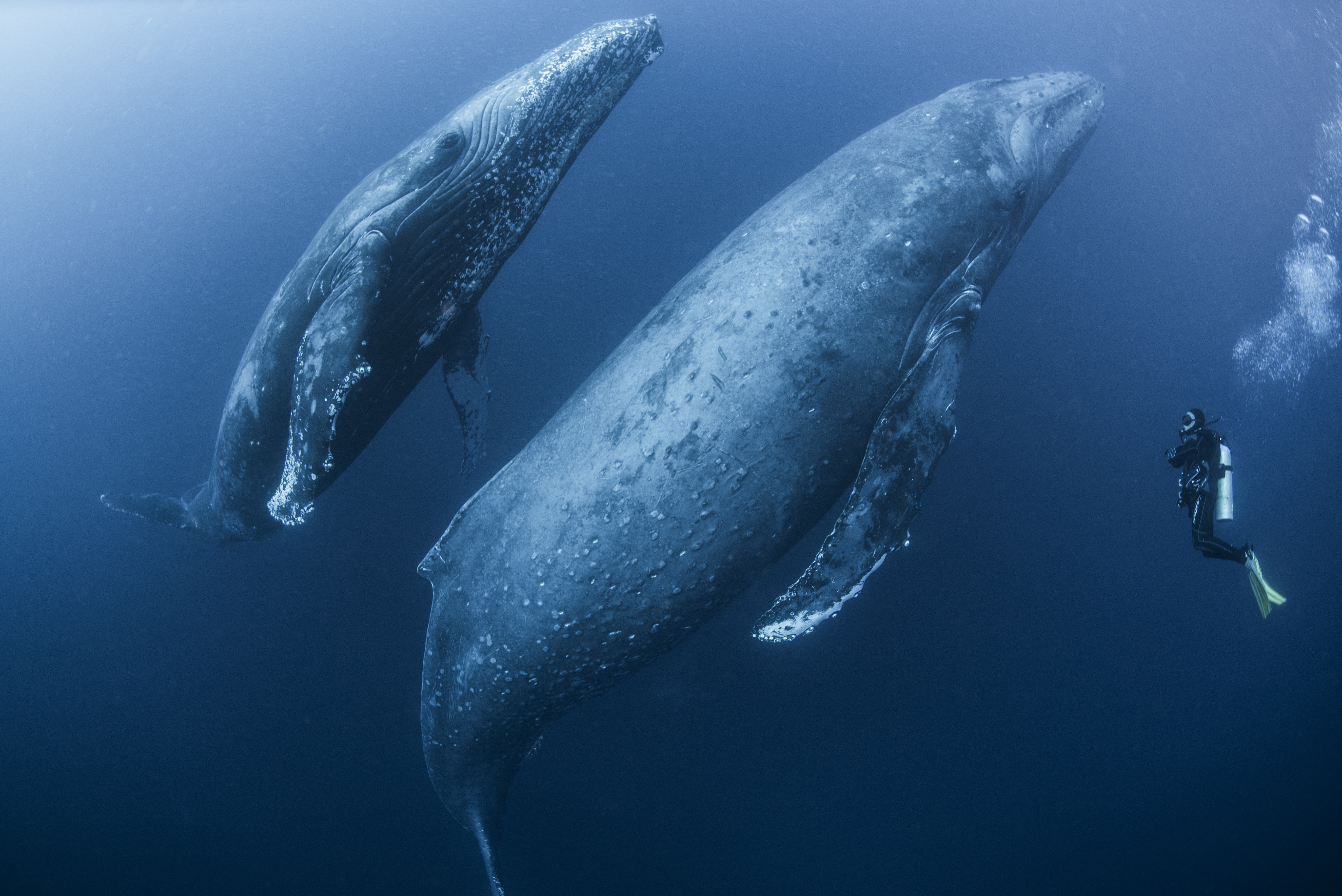 Single diver dwarfed by two humpback whales