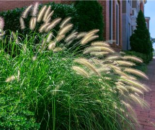 Ornamental grasses for screening