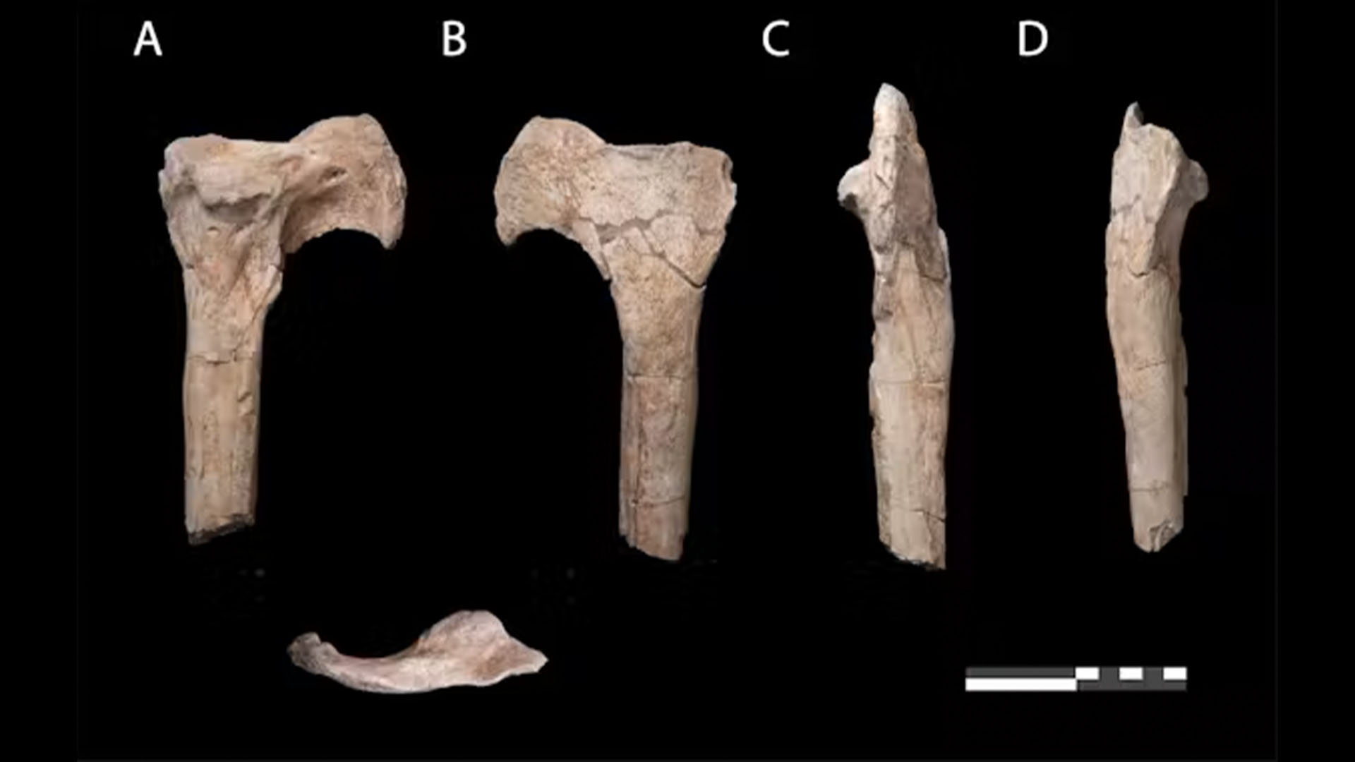 Tibia of a new abelisaurid from Sidi Chennane, in Morocco.
